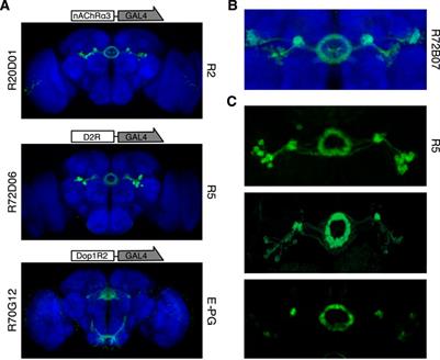 Dopamine Modulation of Drosophila Ellipsoid Body Neurons, a Nod to the Mammalian Basal Ganglia